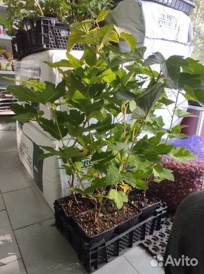 Смородина саженцы сортовые