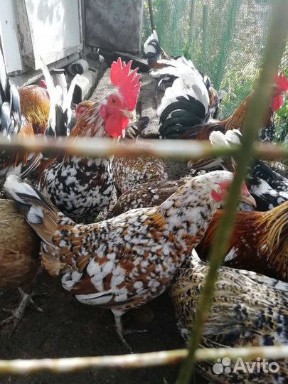 Куры декоративные