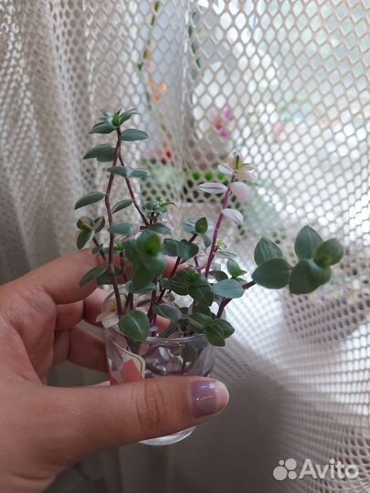 Каллизия бьянка