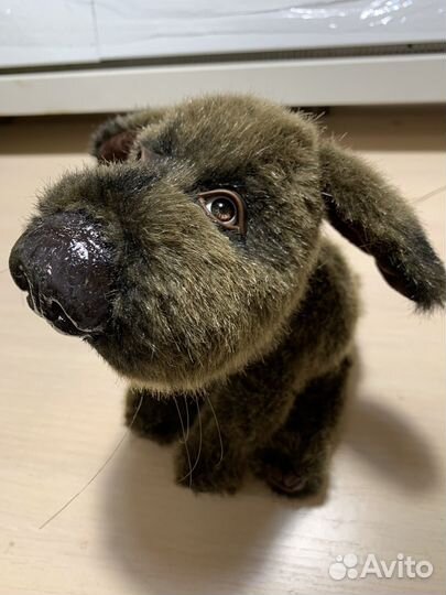 Песик Бублик