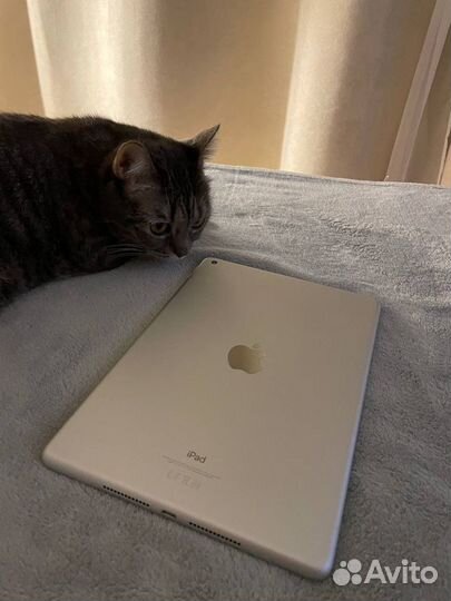 iPad