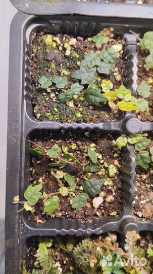 Растения для тропического флорариума