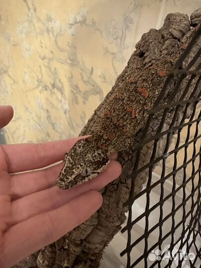 Ушастый бананоед