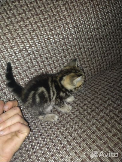 Шотландские котята