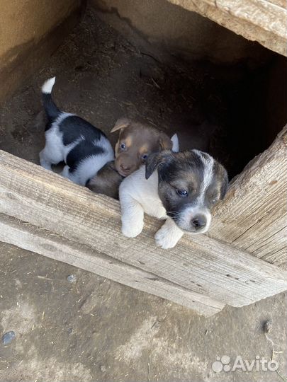 Щенки в добрые руки