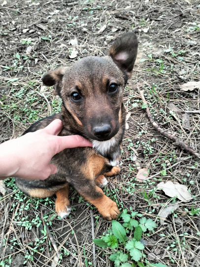 Собака в добрые руки девочка