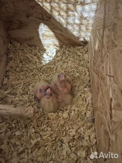 Попугай корелла, птенцы от 2-х месяцев,мальчишки