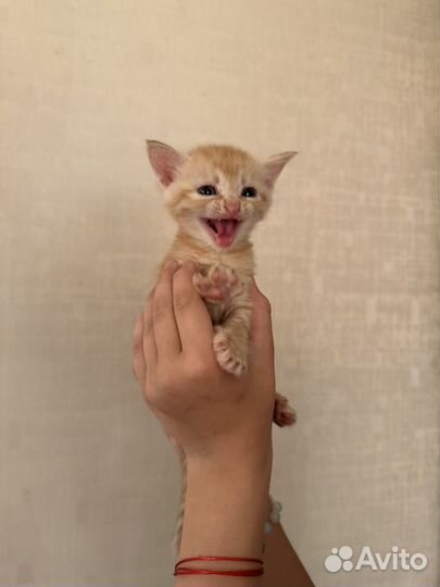 Котята отдам даром