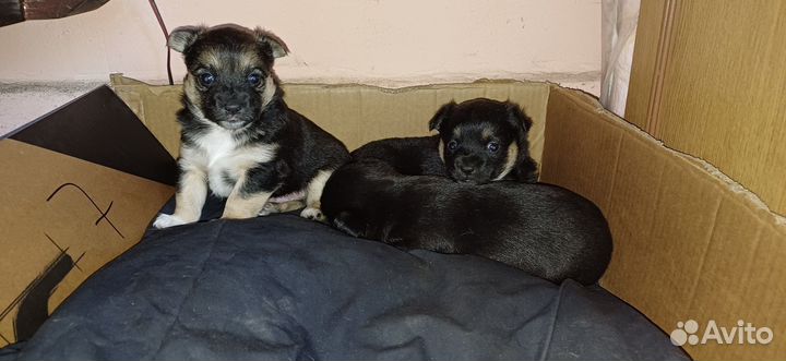 Маленькая собака в добрые руки бесплатно