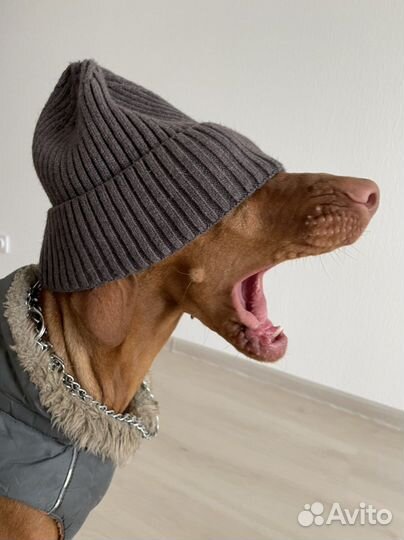 Венгерская выжла для фотосессий