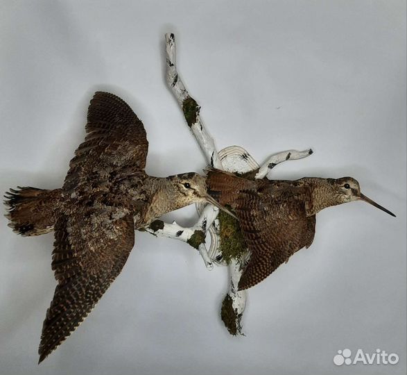 Чучело птицы вальдшнепа