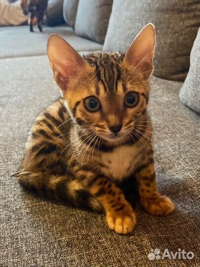 Бенгальские котята