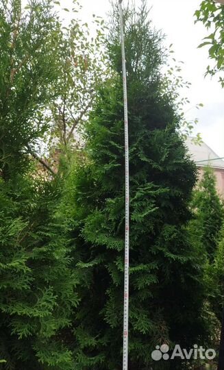 Продажа деревьев