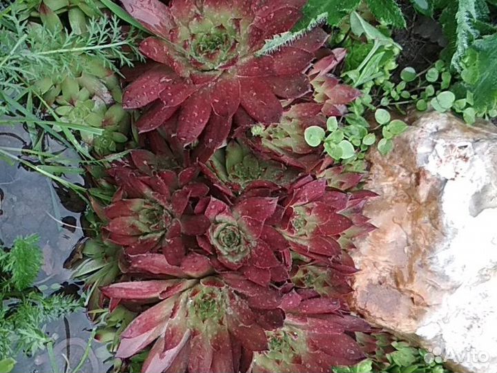 Каменные розы и др почвопокровники