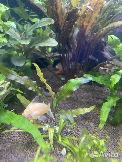 Аквариумное растение