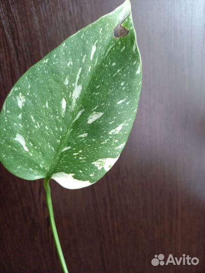 Монстера Тайское созвездие и Альба