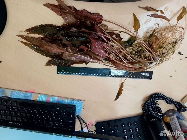 Криптокарина вендта-брауна