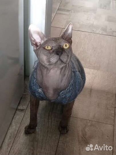 Сфинкс вязка