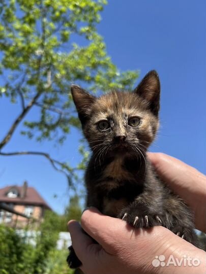 Кошки в добрые руки бесплатно