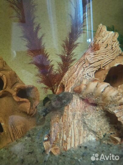 Рыбы анцитрусы присоски сомы