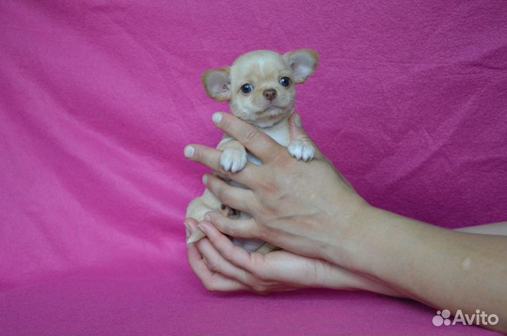 Просто красотка