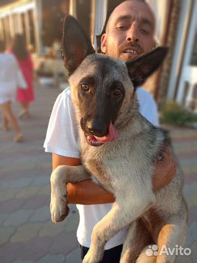 Щенок метис бельгийской овчарки