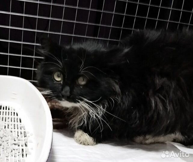 Кот ищет дом