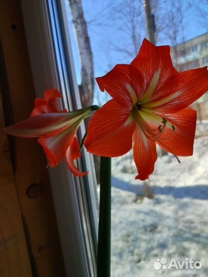 Домашние цветы