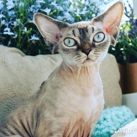 Мои дорогие дети: молодая кошка красавица