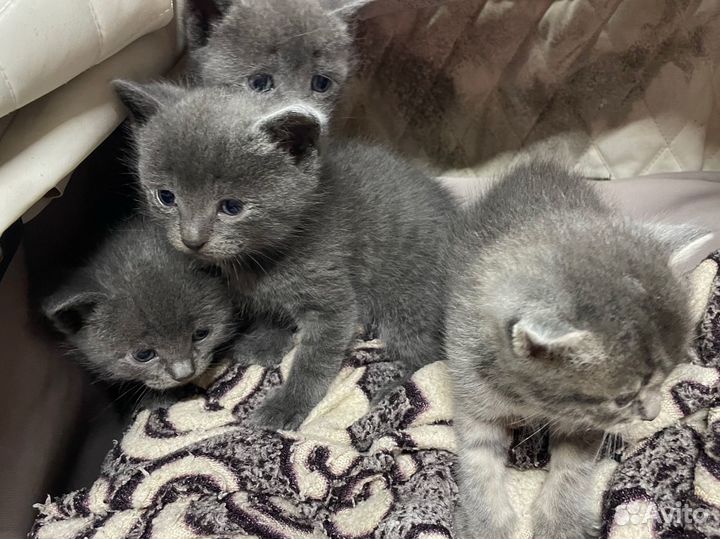 Котята метисы