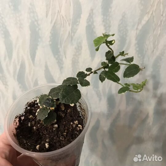 Фикус ампельный пумила вайт