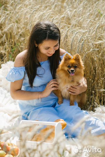 Шпиц в добрые руки