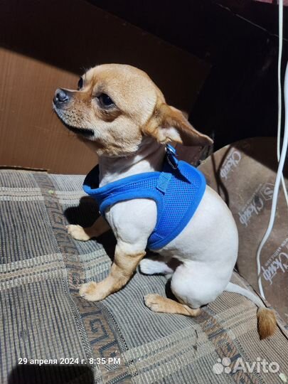 Вязка чихуахуа мальчик