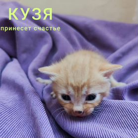 Котята в добрые руки 1 месяц