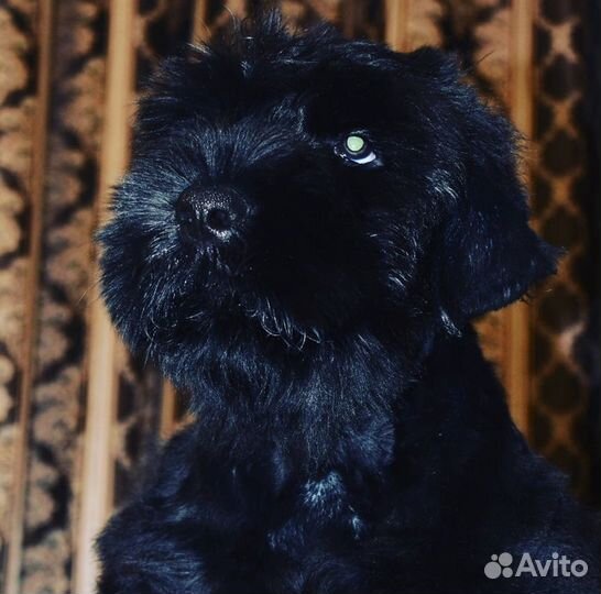 Русский черный терьер. щенки