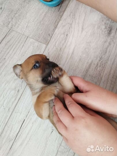 Щенок мальчик бесплатно