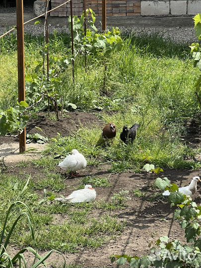 Продажа голубей