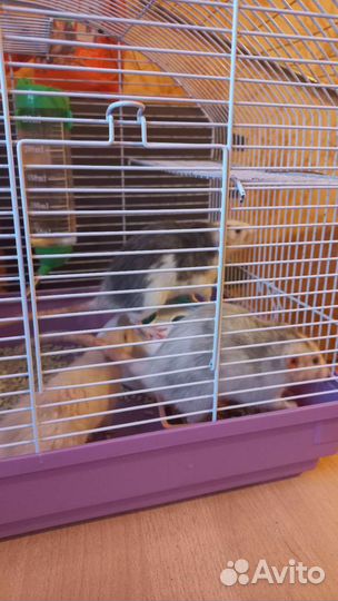 Клетка для крыс с крысами