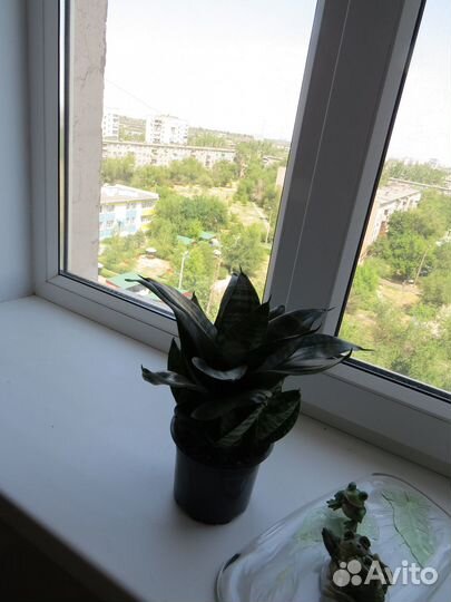 Сансевьера