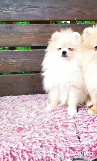 Померанский шпиц мальчик мини