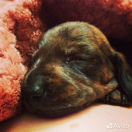 Кобель миниатюрной таксы для вязки