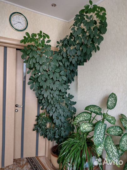 Комнатные цветы шефлера