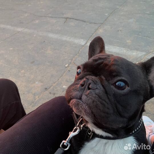 Вязка французский бульдог мальчик