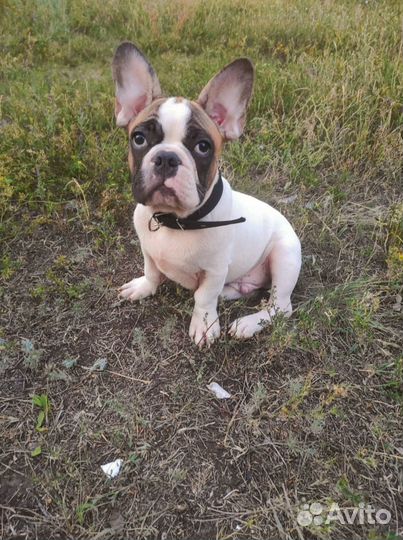 Французский бульдог