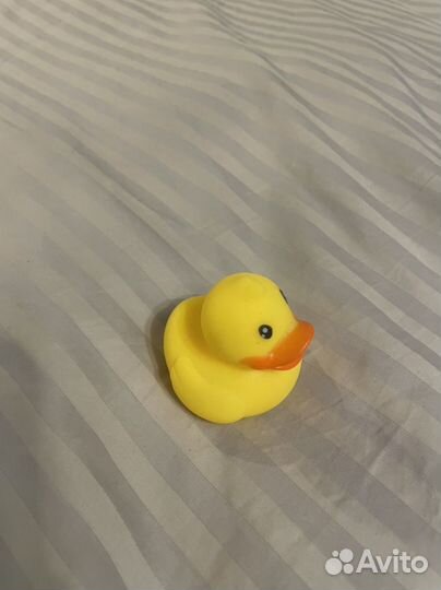 Утка пищалка