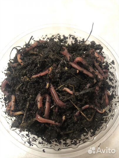 Червь навозный навозник