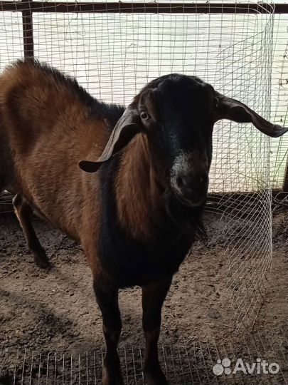 Козел на вязку