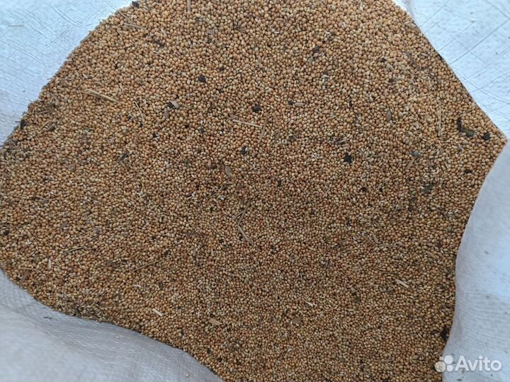 Просо жёлтое