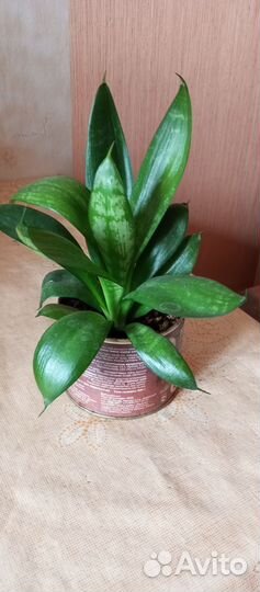 Сансевиерия