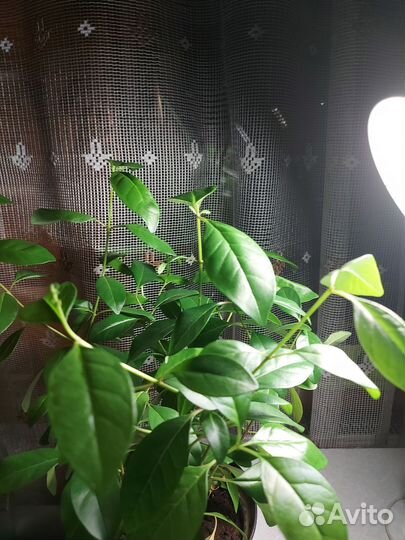 Чесночная лиана мальдивская